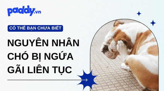 Chó Bị Ngứa Gãi Liên Tục: Nguyên Nhân Và Cách Điều Trị