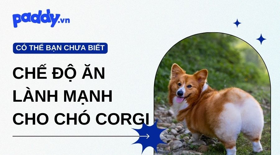 Tìm Hiểu Chế Độ Ăn Uống Lành Mạnh Cho Chó Corgi