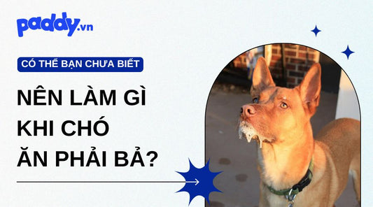 Nên Làm Gì Khi Chó Ăn Phải Bả?
