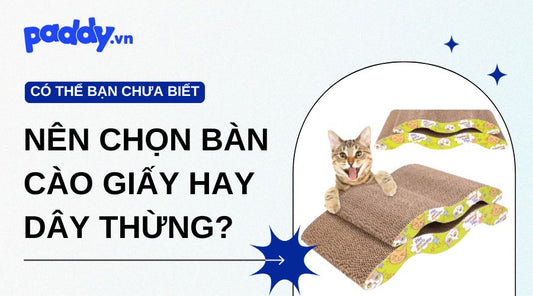 Nên Chọn Bàn Cào Giấy Hay Dây Thừng?