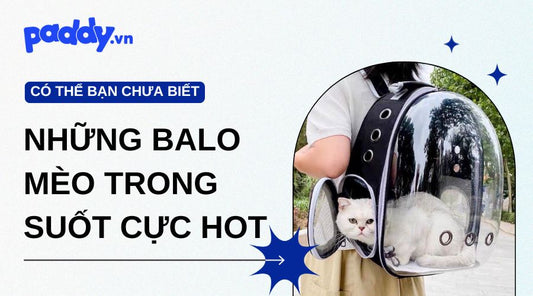 Những Balo Mèo Trong Suốt Cực Hot Hiện Nay