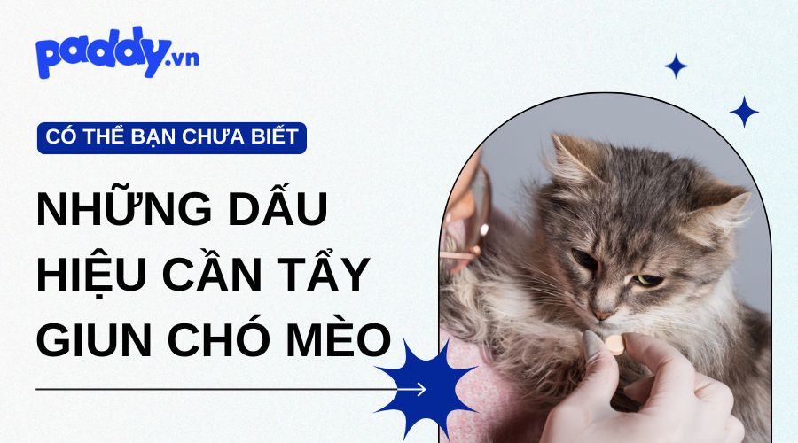 Những Dấu Hiệu Cần Tẩy Giun Ở Chó Mèo