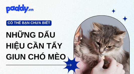 Những Dấu Hiệu Cần Tẩy Giun Ở Chó Mèo