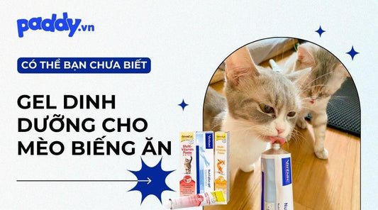 Top 5 gel dinh dưỡng tốt nhất dành cho mèo biếng ăn - Paddy Pet Shop