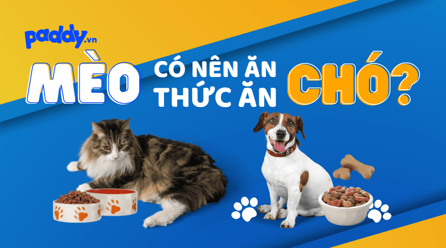 Mèo có ăn được thức ăn của chó không? - Paddy Pet Shop