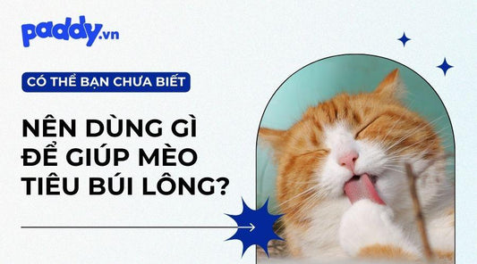 Các Sản Phẩm Hỗ Trợ Tiêu Búi Lông Tốt Nhất Cho Mèo - Paddy Pet Shop
