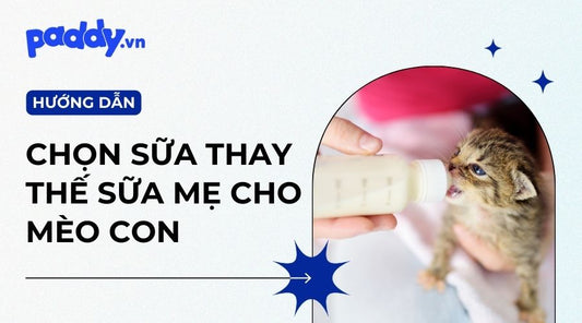 cách chăm mèo con mất mẹ