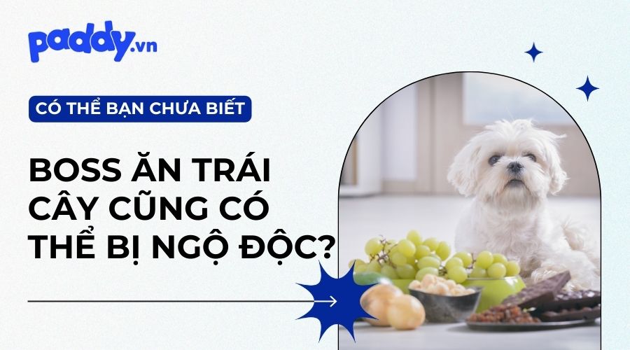 Cách Xử Lý Khi Chó Bị Ngộ Độc
