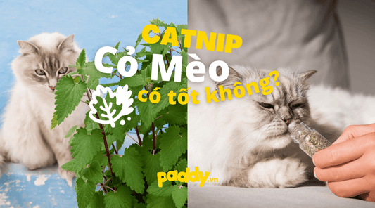 Cỏ Bạc Hà Mèo Là Gì? Cỏ Bạc Hà Có Tốt Cho Mèo không? - Paddy Pet Shop