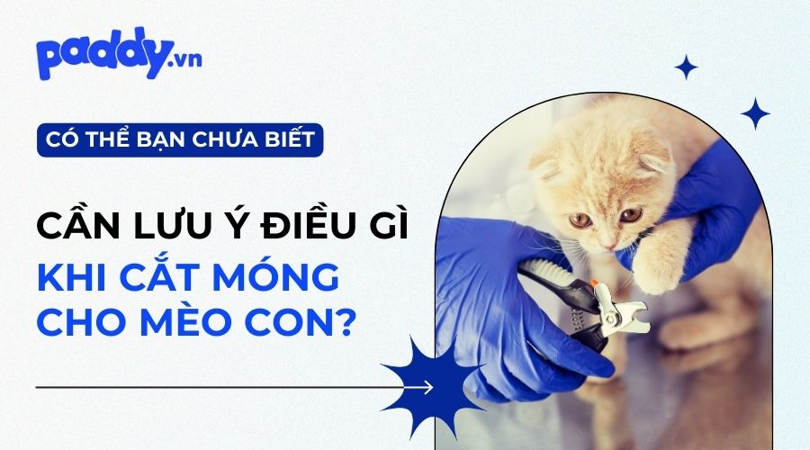 có nên cắt móng cho mèo