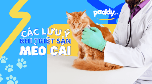 Những Điều Cần Biết Khi Triệt Sản Mèo Cái - Paddy Pet Shop
