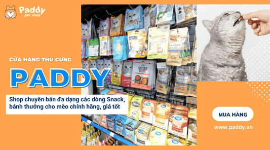 Snack cho mèo là gì? Top 5 loại bánh thưởng cho mèo phổ biến - Paddy Pet Shop