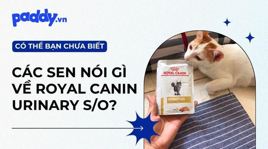 Thức Ăn Royal Canin Urinary Cho Mèo Sỏi Thận Được Đánh Giá Như Thế Nào? - Paddy Pet Shop