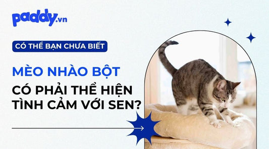 Vì Sao Mèo Hay Nhào Bột?