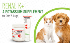 Bột Cho Chó Mèo Hỗ trợ Thận Vetoquinol Renal K+ 100g - Paddy Pet Shop