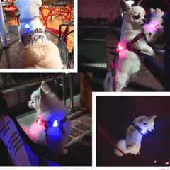 Đèn LED Rời Gắn Vòng Cổ Chó Mèo Laroo Blinker (Dùng Pin) - Paddy Pet Shop
