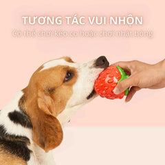 Đồ Chơi Cho Chó Cao Su FOFOS Tough Fruit - Paddy Pet Shop