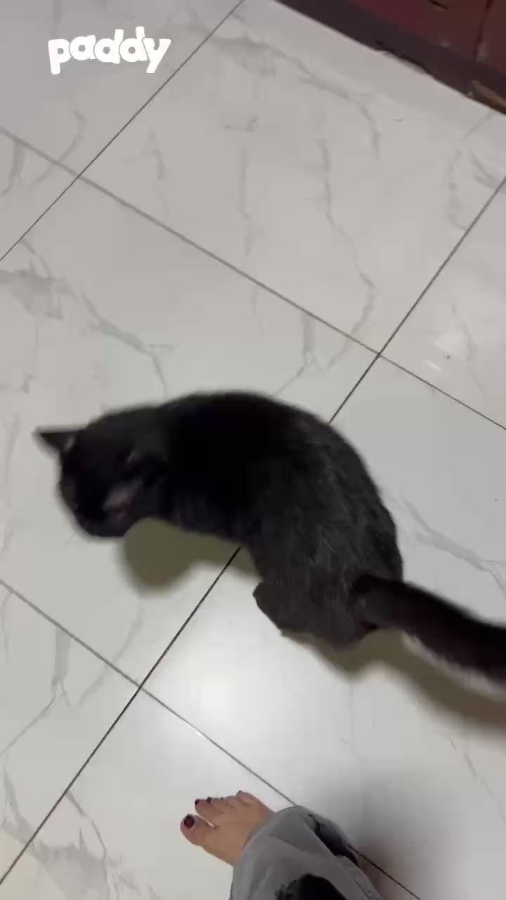 Pate Cho Chó Mèo Absolute Holistic Broth Chunks Lon 80g