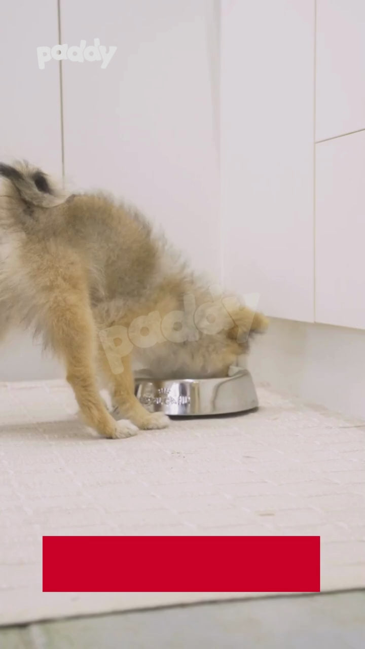 Hạt Cho Chó Con Giống Siêu Nhỏ Royal Canin X-Small Puppy