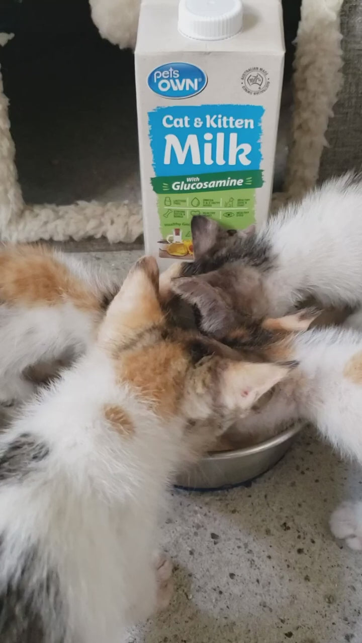 Sữa Tươi Cho Mèo Pets Own Bổ Sung Glucosamine (1L)