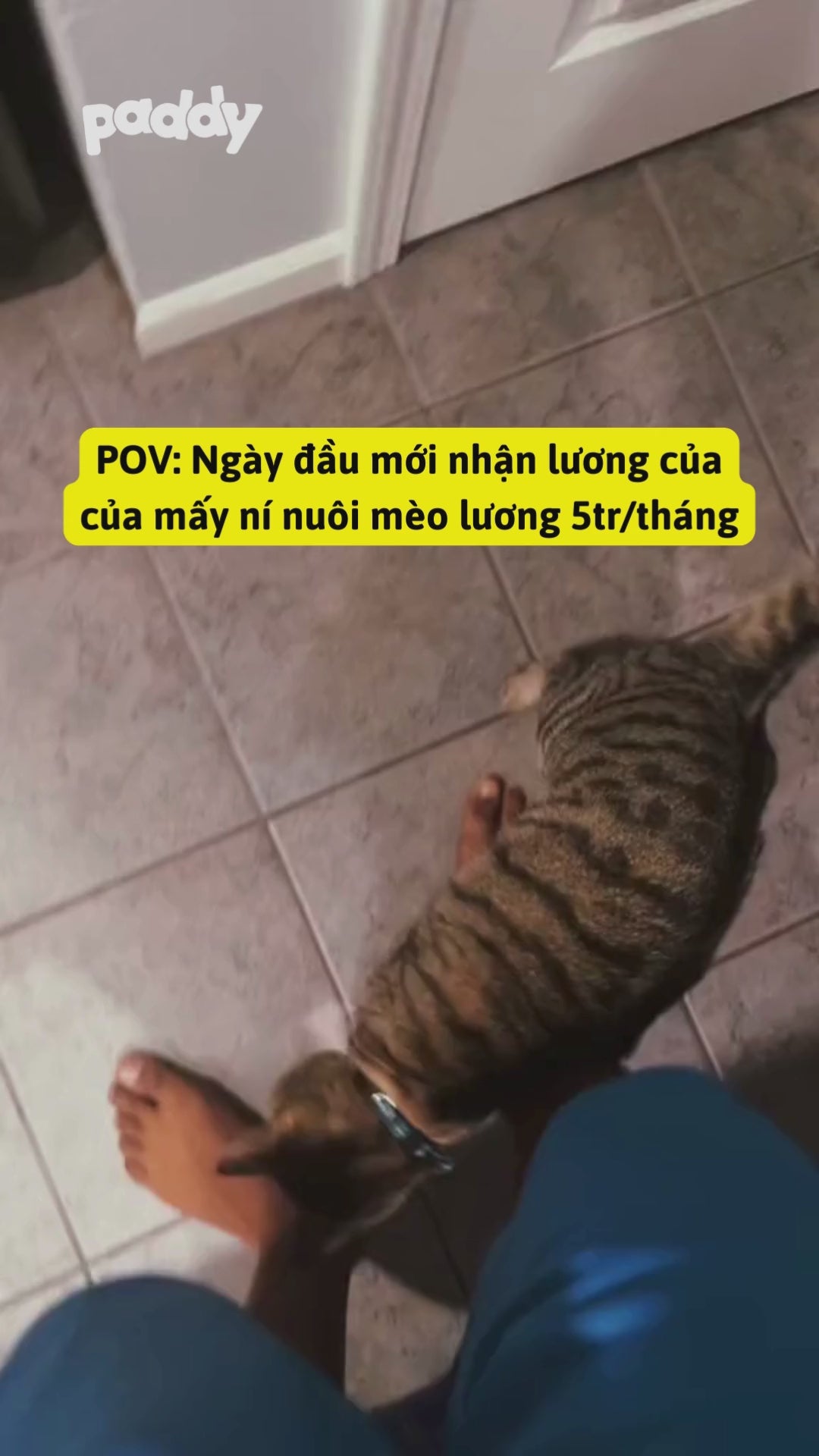 Thức Ăn Hạt Cho Mèo Sỏi Thận Royal Canin Urinary S/O