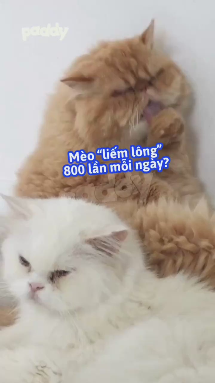 Pate Cho Mèo Tiêu Búi Lông Royal Canin Hairball 85g