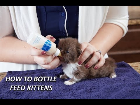 Bình Bú Sữa PETAG Chó Mèo Con (Chuẩn USA)