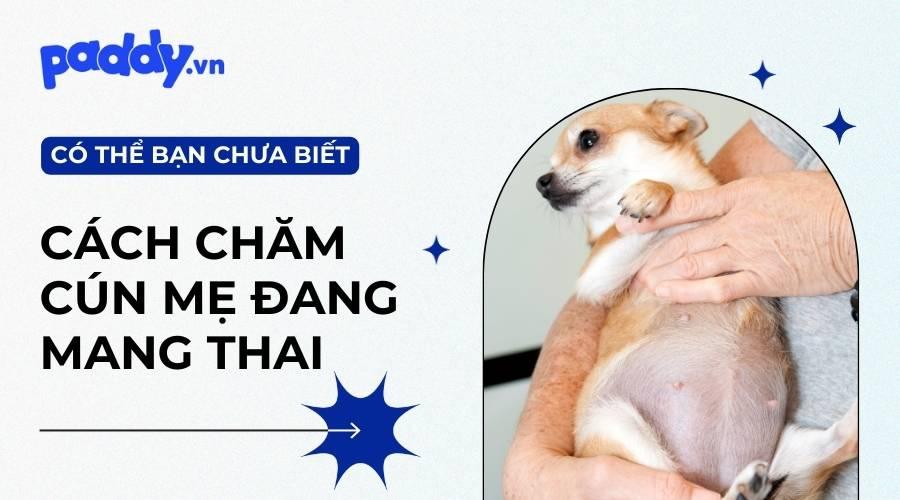 Thời Gian Chó Mang Thai Bao Lâu? Chăm Sóc Chó Mẹ Mang Thai Như Thế Nào? - Paddy Pet Shop