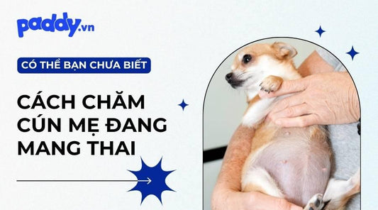 Thời Gian Chó Mang Thai Bao Lâu? Chăm Sóc Chó Mẹ Mang Thai Như Thế Nào? - Paddy Pet Shop