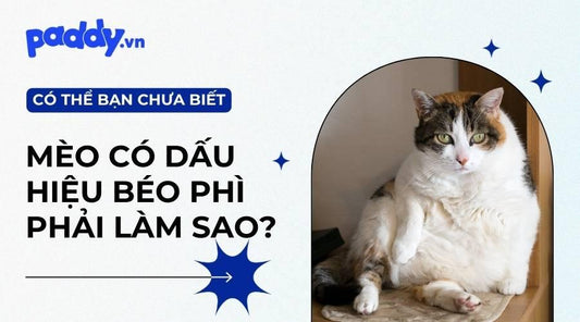 Những Điều Cần Biết Về Mèo Bị Béo Phì - Paddy Pet Shop