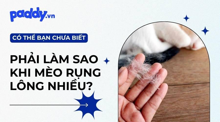 Mèo Bị Rụng Lông - Nguyên Nhân Và Cách Điều Trị - Paddy Pet Shop
