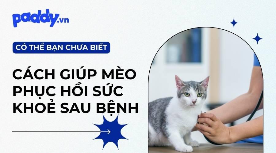 Cách Giúp Mèo Phục Hồi Sức Khỏe Sau Bệnh - Paddy Pet Shop