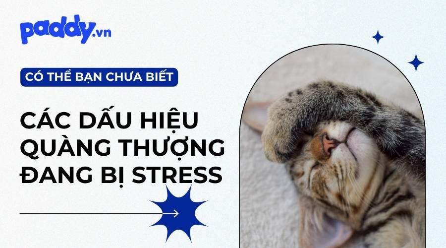 Dấu Hiệu Mèo Đang Bị Stress - Paddy Pet Shop