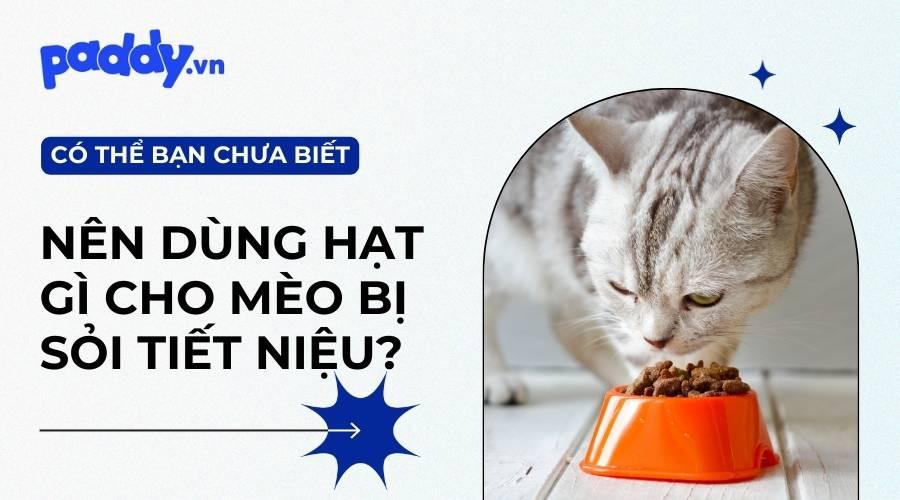 Top 5 Thức Ăn Hạt Hỗ Trợ Điều Trị Bệnh Sỏi Tiết Niệu Cho Mèo - Paddy Pet Shop