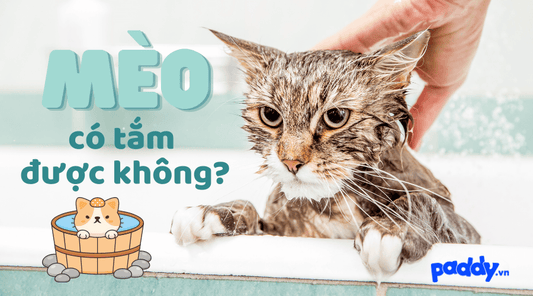 Mèo Có Tắm Được Không - Những Điều Bạn Chưa Biết? - Paddy Pet Shop