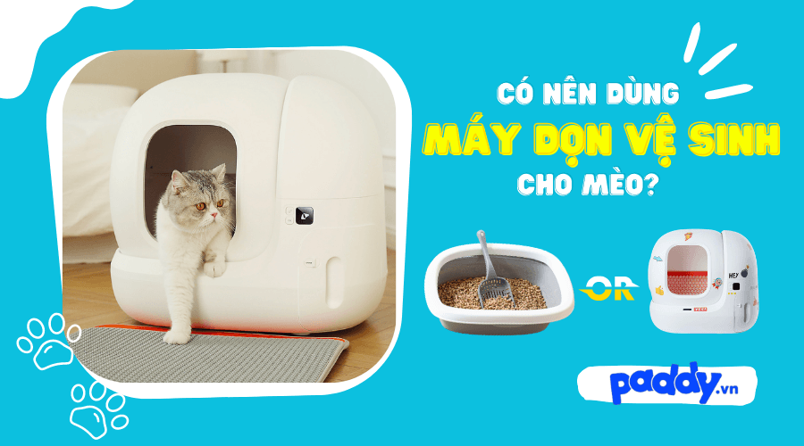 Có nên dùng máy dọn vệ sinh cho mèo? - Paddy Pet Shop