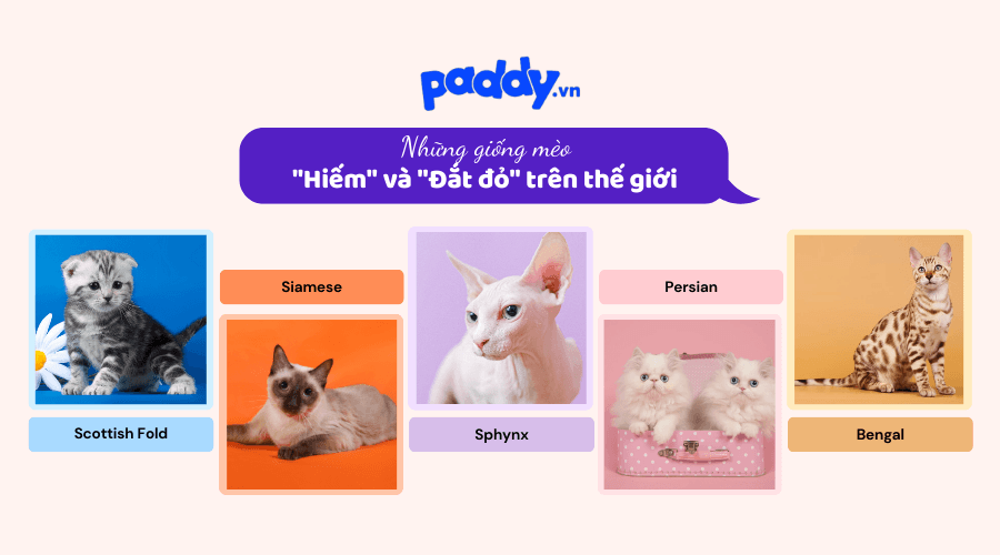 Những Giống Mèo Hiếm Và Giá Đắt Đỏ Trên Thế Giới - Paddy Pet Shop