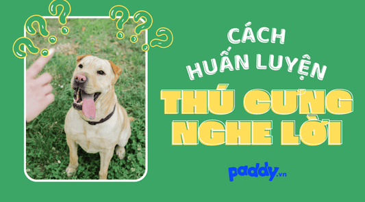 Cách Huấn Luyện Thú Cưng Nghe Lời - Paddy Pet Shop