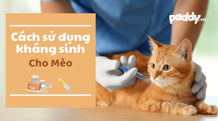 Sử Dụng Kháng Sinh Cho Mèo Như Thế Nào? - Paddy Pet Shop