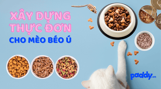 Lưu Ý Khi Xây Dựng Thực Đơn Cho Mèo Béo Lên - Paddy Pet Shop