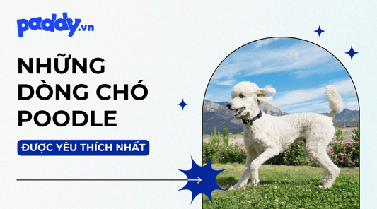 Các Dòng Chó Poodle Được Yêu Thích Nhất - Paddy Pet Shop