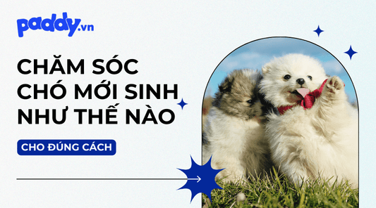 Chăm Sóc Chó Mới Sinh Đúng Cách - Paddy Pet Shop