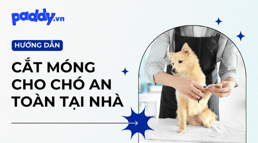 Cắt Móng Cho Chó Tại Nhà: Hướng Dẫn Chi Tiết Và Những Lưu Ý Quan Trọng - Paddy Pet Shop