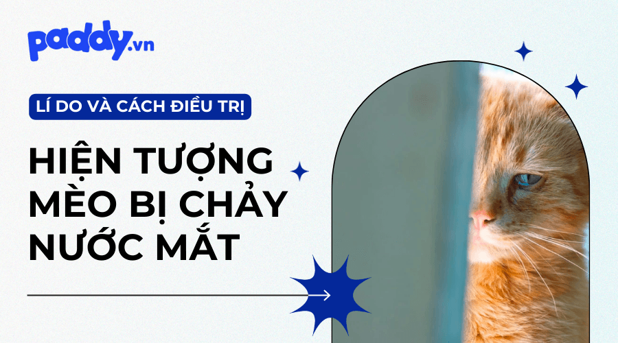 Mèo Bị Chảy Nước Mắt Do Đâu Và Điều Trị Như Thế Nào? - Paddy Pet Shop