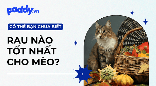 Các Loại Rau Tốt Nhất Cho Mèo Mà Bạn Nên Biết - Paddy Pet Shop