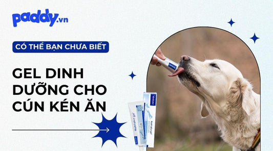 Top 6 gel dinh dưỡng tốt nhất dành cho chó biếng ăn - Paddy Pet Shop