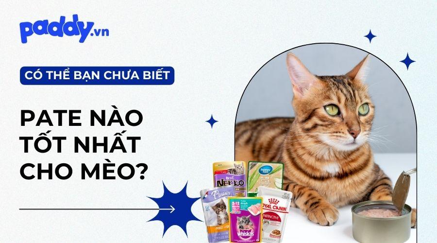 Top 12 loại pate cho mèo giàu dinh dưỡng nhất hiện nay - Paddy Pet Shop