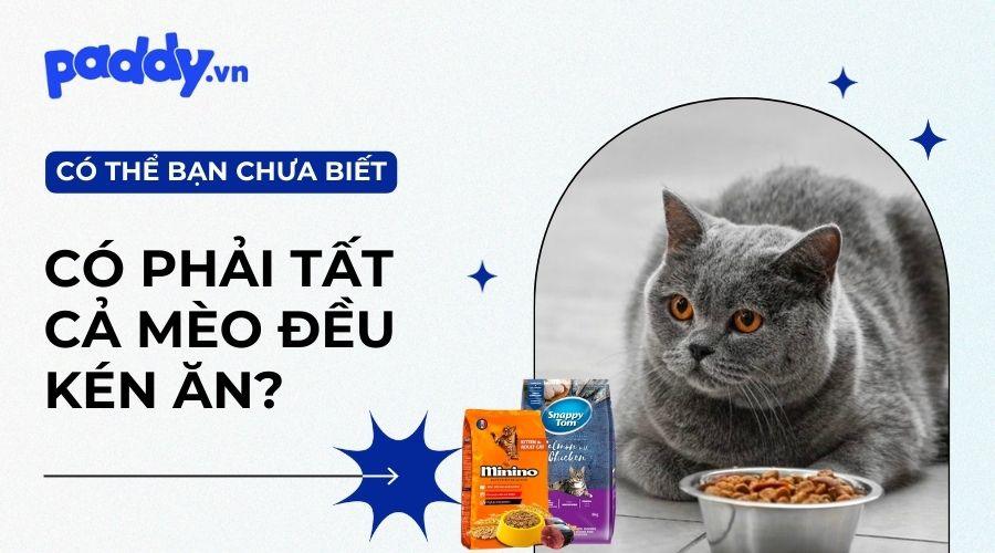 Tìm hiểu nguyên nhân và cách khắc phục mèo kén ăn - Paddy Pet Shop