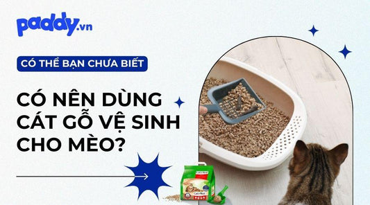 Cát gỗ vệ sinh cho mèo có tốt không? - Paddy Pet Shop