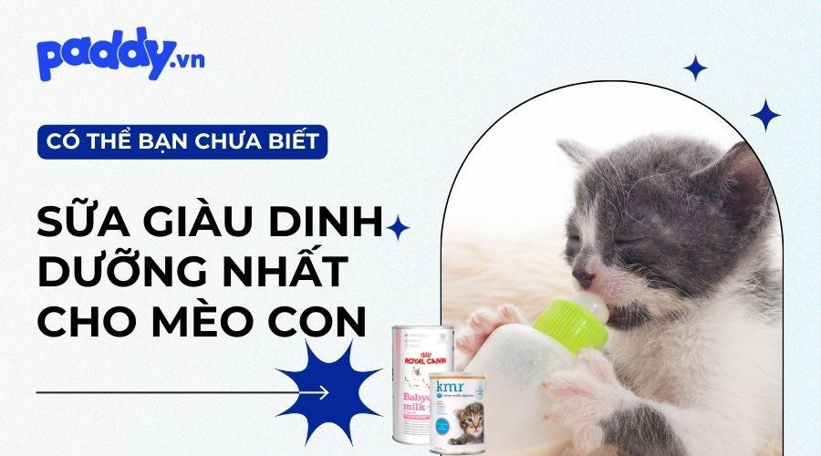Top 10 loại sữa giàu dinh dưỡng cho mèo con tốt nhất hiện nay - Paddy Pet Shop